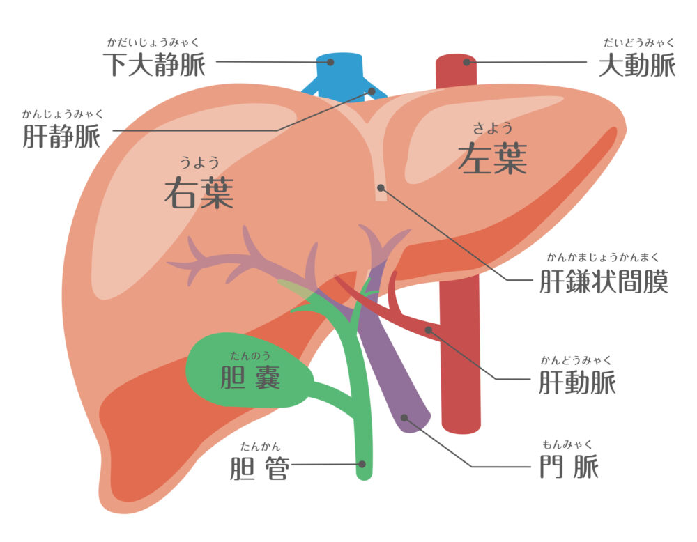 肝臓の役割